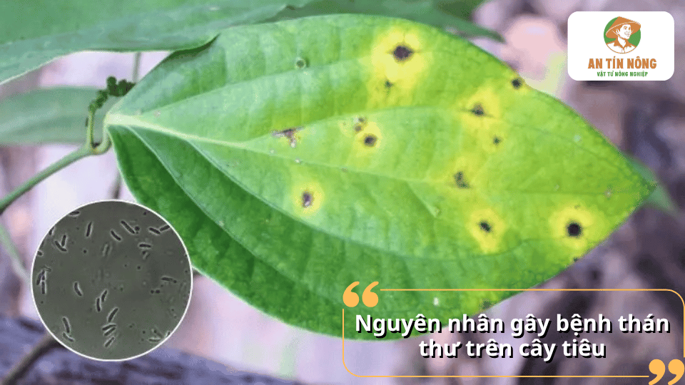 Nguyên nhân gây bệnh thán thư trên cây tiêu chủ yếu do nấm Colletotrichum phát triển mạnh trong điều kiện ẩm độ cao và mưa nhiều.
