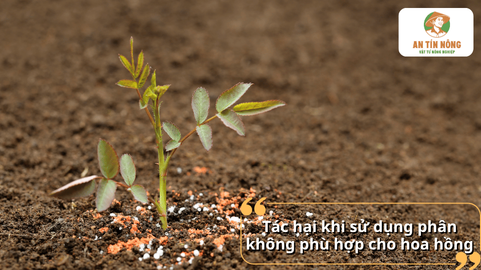 Tác hại khi sử dụng phân bón không phù hợp cho cây hoa hồng