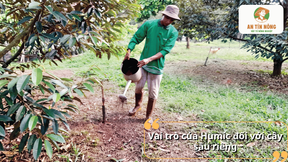 Vai trò của Humic đối với cây sầu riêng giúp phát triển bộ rễ khỏe