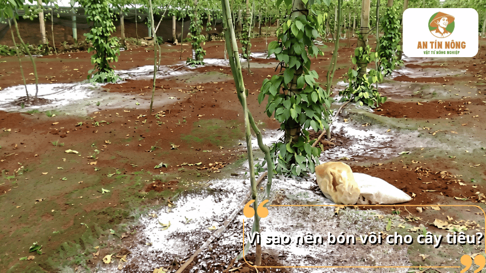 Vì sao nên bón vôi cho cây tiêu để cải thiện độ pH đất