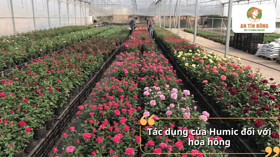 Humic giúp hoa hồng phát triển khỏe mạnh, tăng sinh trưởng, ra nhiều nụ và hoa nở đẹp.