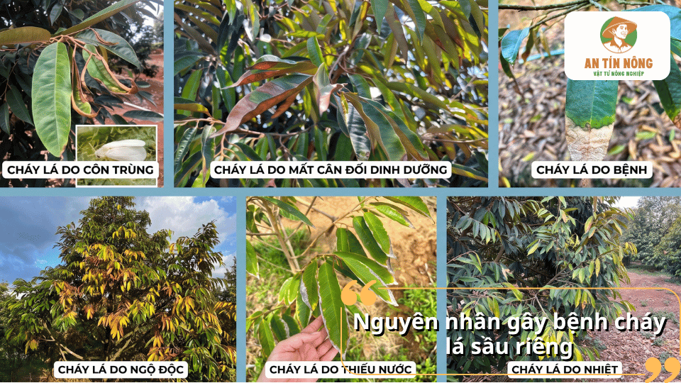 Các nguyên nhân gây bệnh cháy lá sầu riêng gồm nấm bệnh, côn trùng, thiếu nước, ngộ độc và mất cân đối dinh dưỡng.