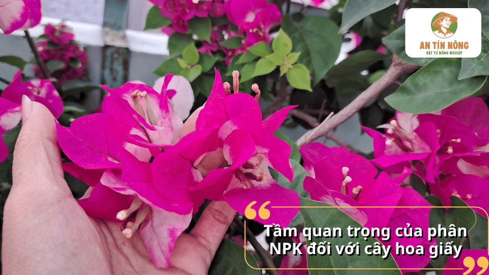 Phân NPK cung cấp dinh dưỡng cân đối giúp hoa giấy sinh trưởng khỏe, nhiều nụ và hoa rực rỡ.
