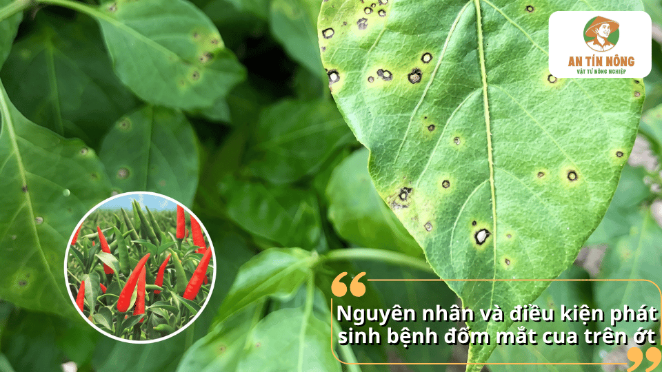 Nguyên nhân và điều kiện phát sinh bệnh đốm mắt cua trên cây ớt do nấm và thời tiết ẩm ướt.
