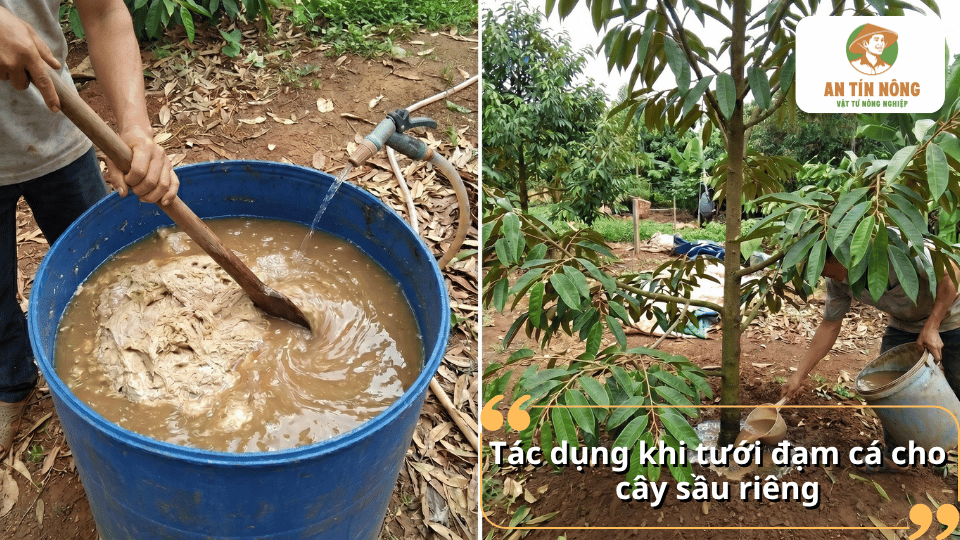 Tưới đạm cá cho cây sầu riêng giúp kích thích bộ rễ phát triển, tăng sinh trưởng, phục hồi cây và cải thiện khả năng ra hoa, đậu trái.