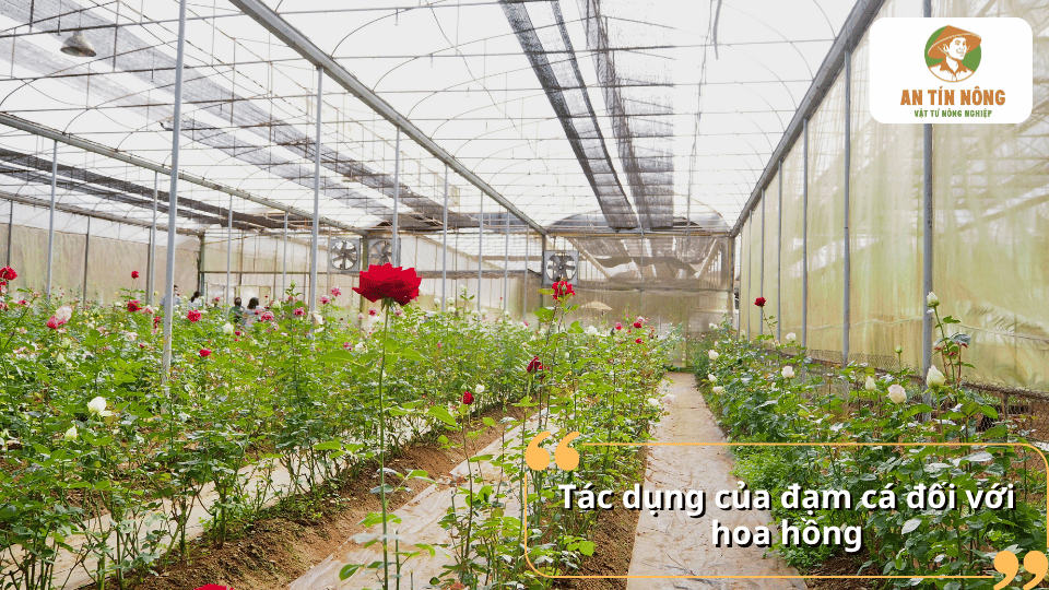 Tác dụng của đạm cá đối với hoa hồng giúp phát triển rễ, lá xanh và kích thích ra hoa.