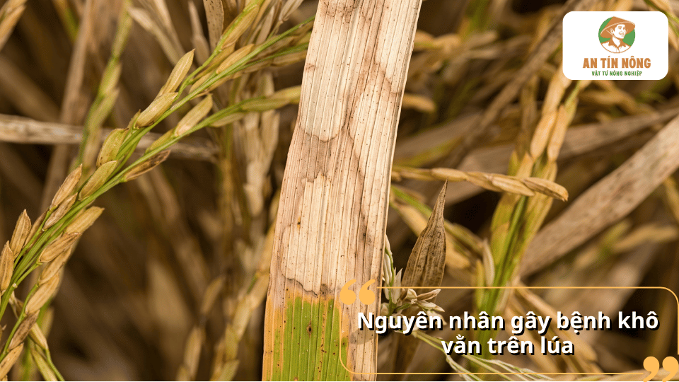 Nguyên nhân gây bệnh khô vằn trên lúa do nấm Rhizoctonia solani phát triển trong điều kiện ẩm độ cao.