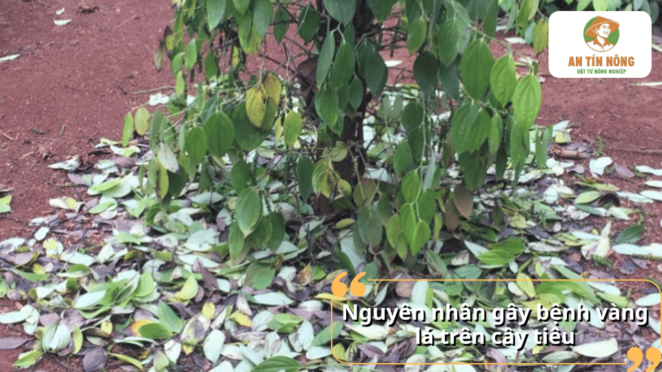 Các nguyên nhân phổ biến khiến cây hồ tiêu bị vàng lá như nấm bệnh, tuyến trùng, úng nước, thiếu dinh dưỡng và đất canh tác suy thoái.