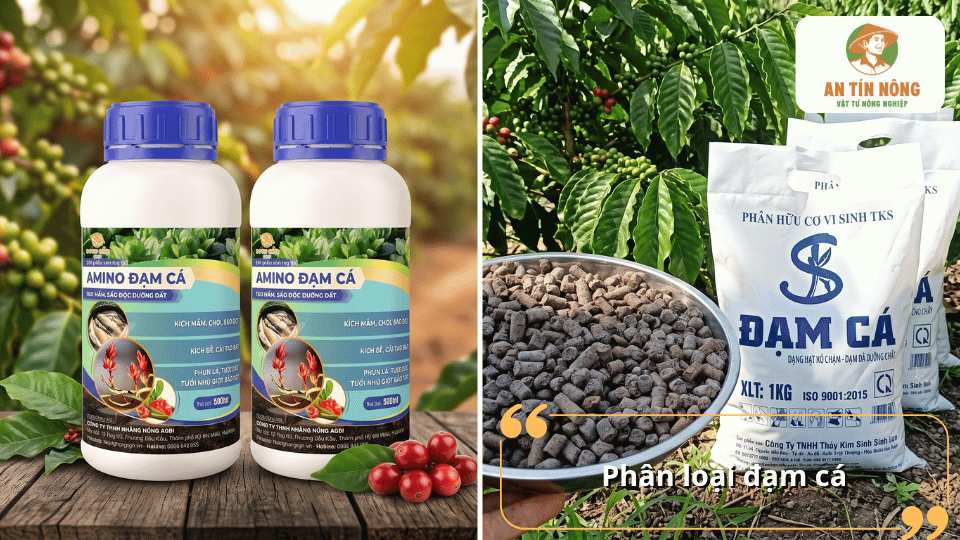 Các loại đạm cá phổ biến gồm đạm cá dạng lỏng và đạm cá dạng viên, phù hợp sử dụng cho cây cà phê ở nhiều giai đoạn sinh trưởng khác nhau.