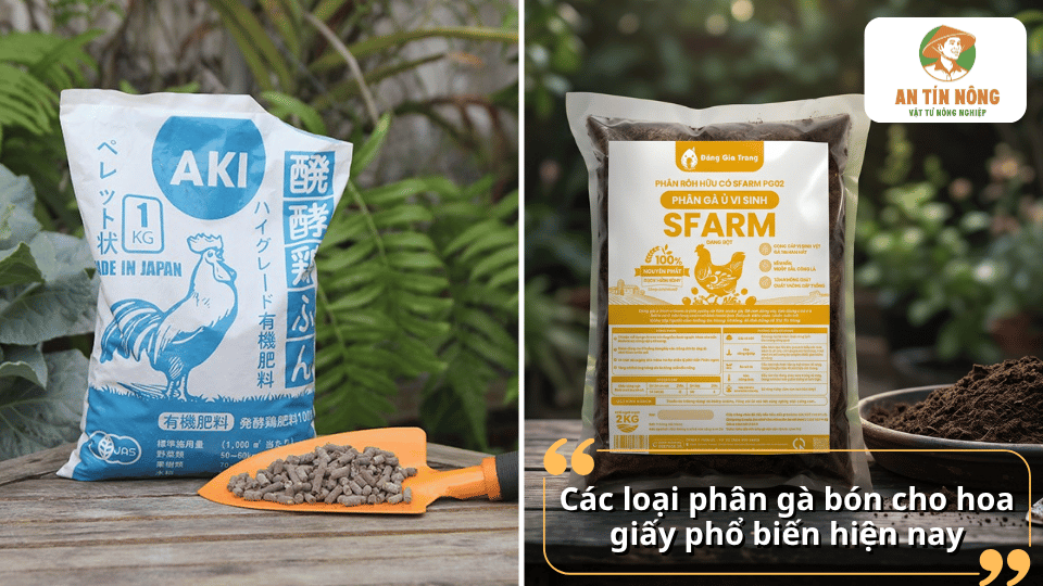 Các loại phân gà phù hợp để bón phân gà cho hoa giấy hiệu quả.