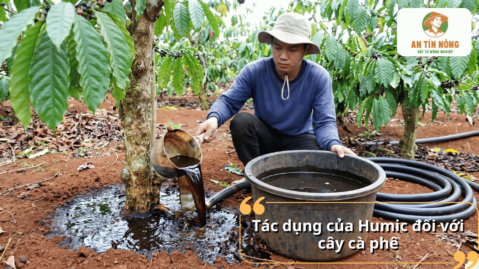 Tác dụng của Humic đối với cây cà phê giúp phát triển rễ và cải tạo đất.