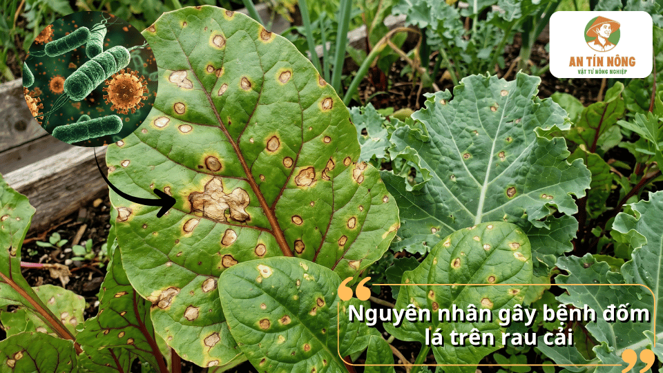 Nguyên nhân gây bệnh đốm lá trên rau cải do nấm, vi khuẩn và điều kiện môi trường.