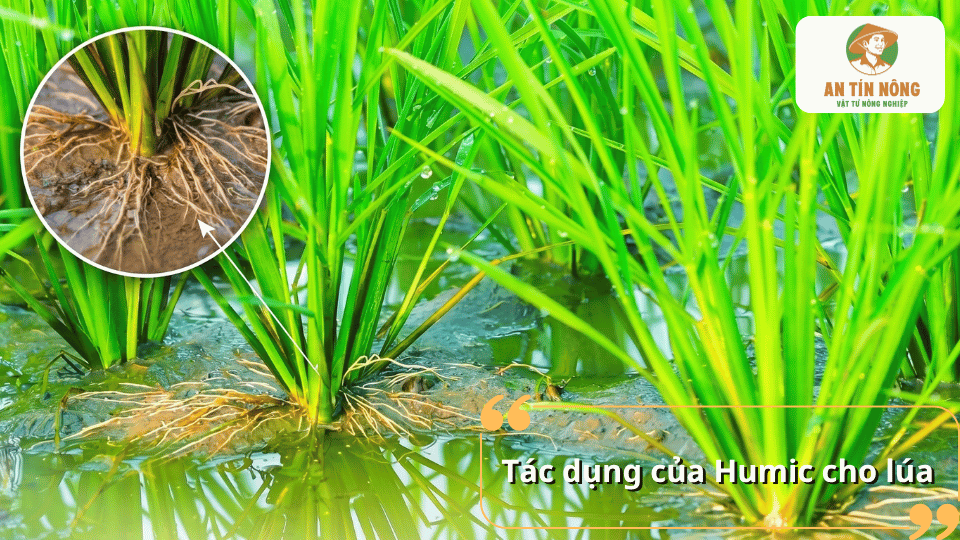Tác dụng của Humic cho lúa giúp bộ rễ phát triển khỏe, tăng khả năng hấp thu dinh dưỡng.