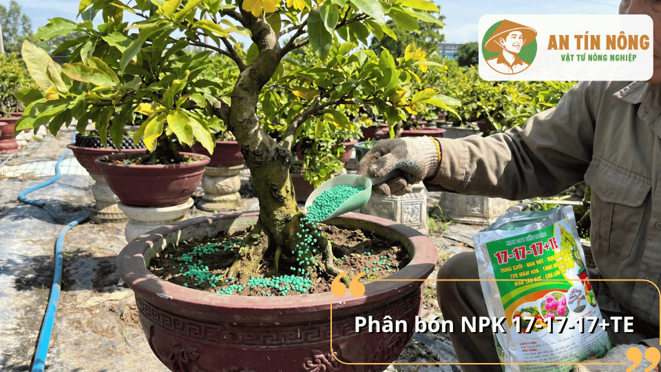 Phân bón NPK 17-17-17+TE cung cấp dinh dưỡng cân đối giúp mai vàng phát triển cành lá khỏe, tăng sức sinh trưởng và nuôi nụ.