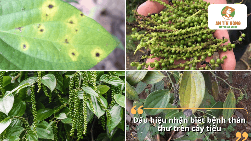 Dấu hiệu nhận biết bệnh thán thư trên cây tiêu gồm lá xuất hiện đốm nâu, vàng lá, khô cành, rụng trái và giảm năng suất.