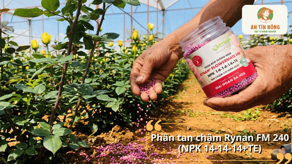 Phân tan chậm Rynan FM 240 NPK 14-14-14+TE cho hoa hồng