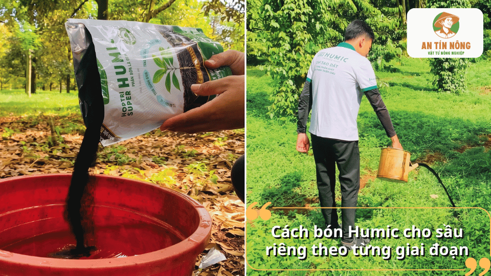 Hướng dẫn bón Humic cho sầu riêng theo từng giai đoạn phát triển