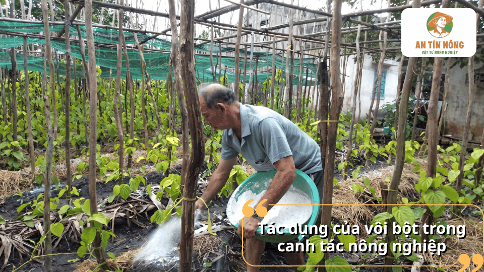 Tác dụng của vôi bột trong canh tác hồ tiêu và cải tạo đất