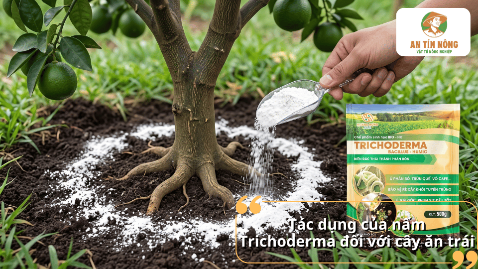 Tác dụng của nấm Trichoderma đối với bộ rễ cây ăn trái