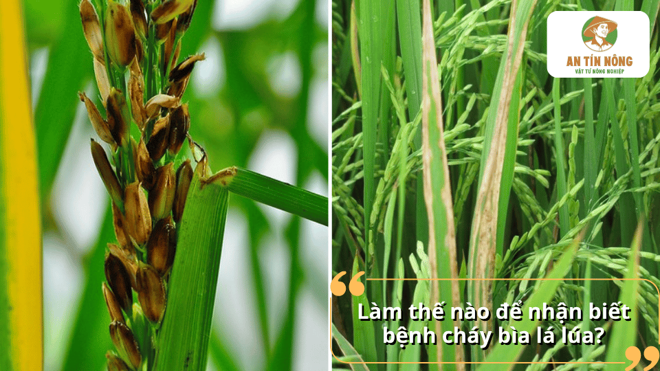 Dấu hiệu nhận biết bệnh cháy bìa lá lúa qua triệu chứng trên lá và bông lúa.