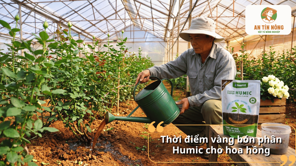 Bón Humic cho hoa hồng vào đúng thời điểm giúp cây phục hồi nhanh và ra hoa đồng đều.