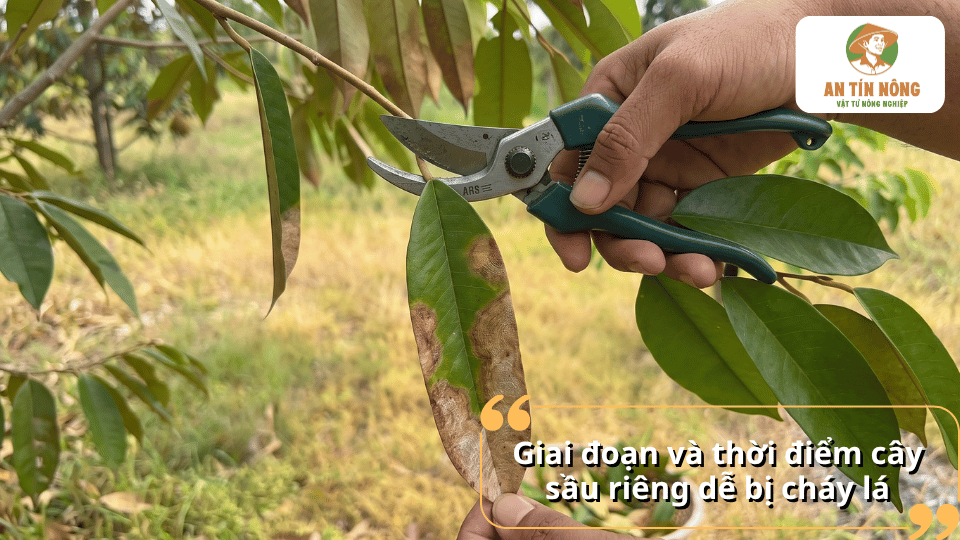 Giai đoạn và thời điểm cây sầu riêng dễ bị bệnh cháy lá khi thời tiết nóng ẩm hoặc mưa kéo dài.