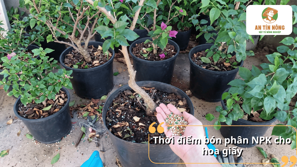 Thời điểm bón phân NPK cho hoa giấy giúp cây hấp thu dinh dưỡng tốt và kích thích ra hoa đồng loạt.