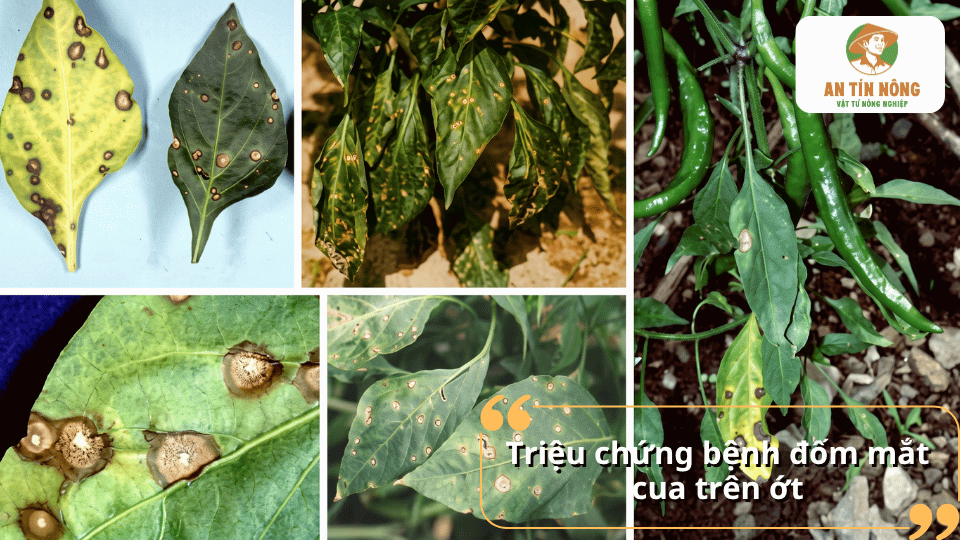 Triệu chứng bệnh đốm mắt cua trên cây ớt với các vết đốm tròn gây vàng và rụng lá.