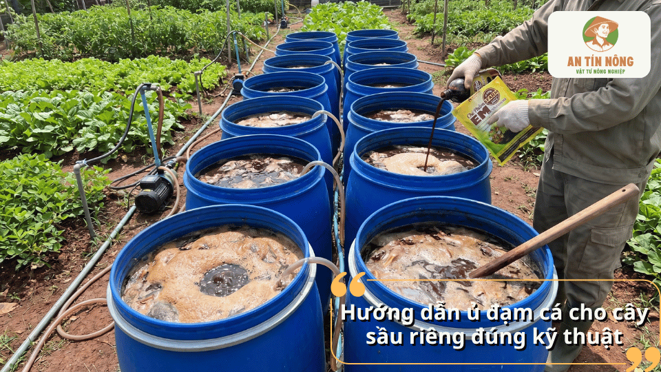Quy trình ủ đạm cá đúng kỹ thuật với chế phẩm vi sinh giúp phân hủy nhanh, giảm mùi hôi và tạo nguồn phân bón hữu cơ chất lượng.