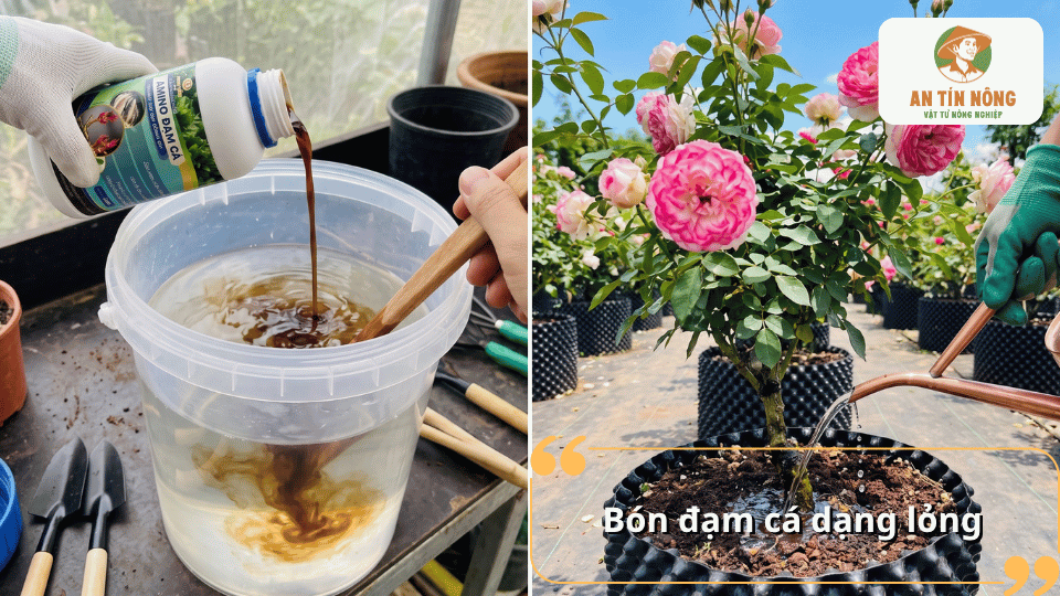 Hướng dẫn pha và bón đạm cá dạng lỏng cho hoa hồng giúp cây hấp thu dinh dưỡng hiệu quả.