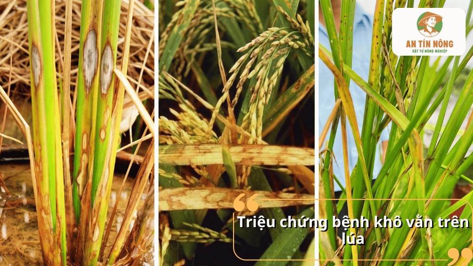 Triệu chứng bệnh khô vằn trên lúa với các vết bệnh màu nâu xuất hiện trên bẹ lá và thân cây.