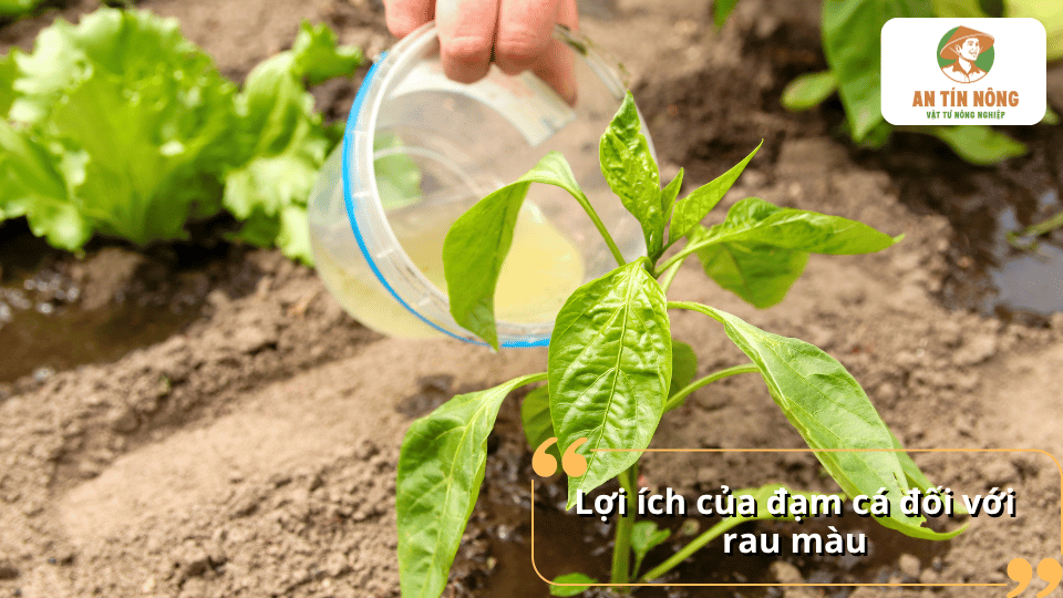 Lợi ích của đạm cá đối với rau màu là kích rễ, nuôi cây khỏe và cải tạo đất hiệu quả.