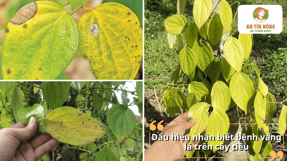 Dấu hiệu nhận biết cây hồ tiêu bị vàng lá qua triệu chứng lá úa vàng, đốm bệnh, rụng lá, cây còi cọc và bộ rễ phát triển kém.