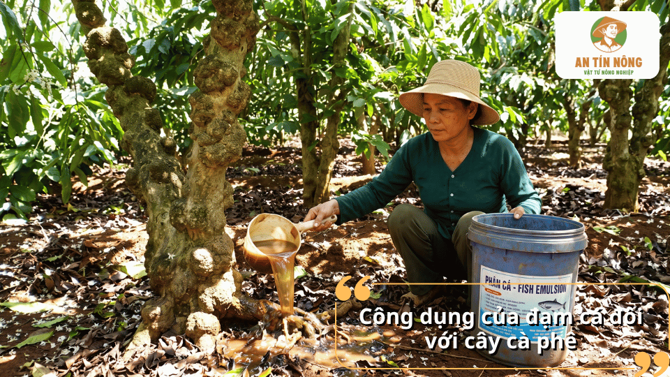 Đạm cá giúp cây cà phê phát triển bộ rễ khỏe, tăng hấp thu dinh dưỡng, nuôi cành lá, tăng tỷ lệ đậu quả và nâng cao năng suất.