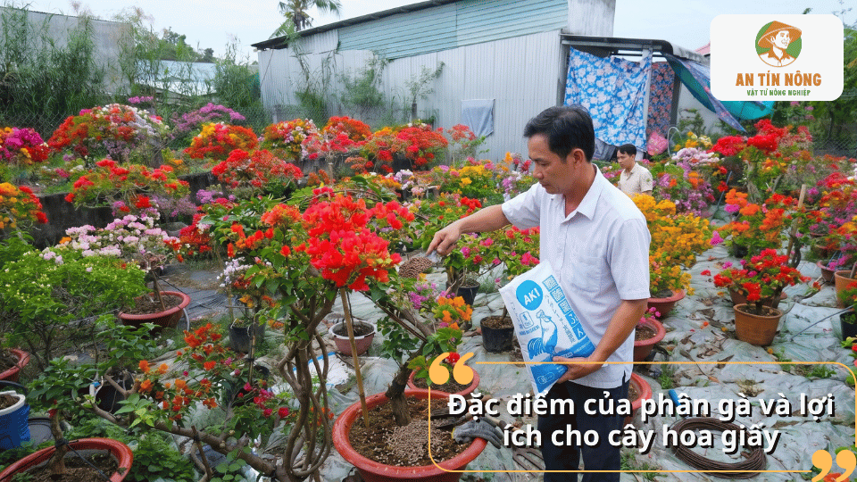 Lợi ích của việc bón phân gà cho hoa giấy đúng cách.
