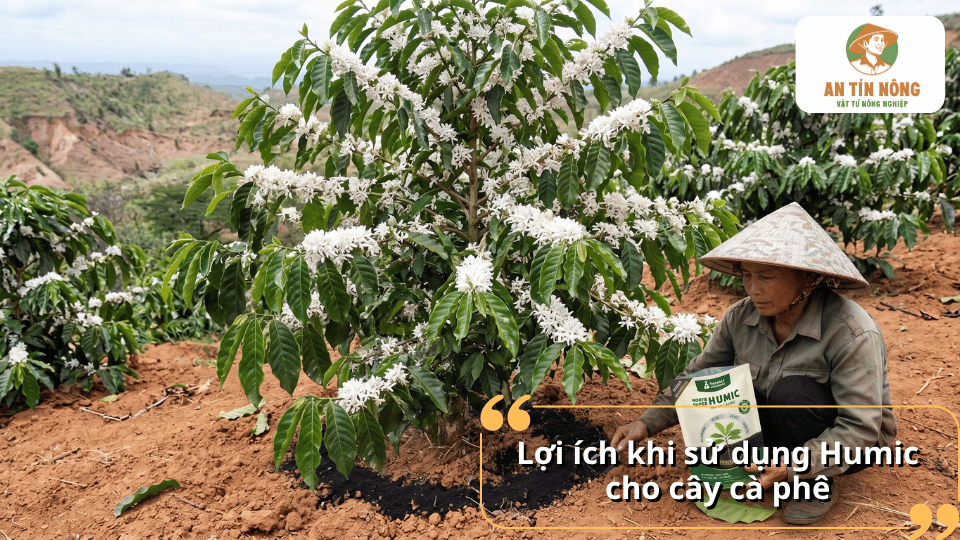 Lợi ích khi sử dụng Humic cho cây cà phê trong giai đoạn ra hoa và nuôi trái.