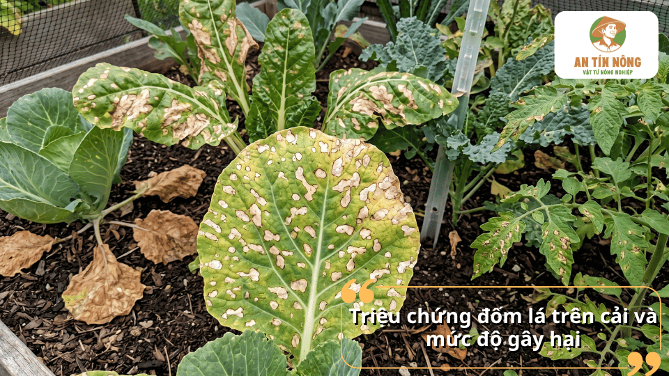 Triệu chứng bệnh đốm lá trên rau cải và mức độ gây hại khi bệnh phát triển nặng.