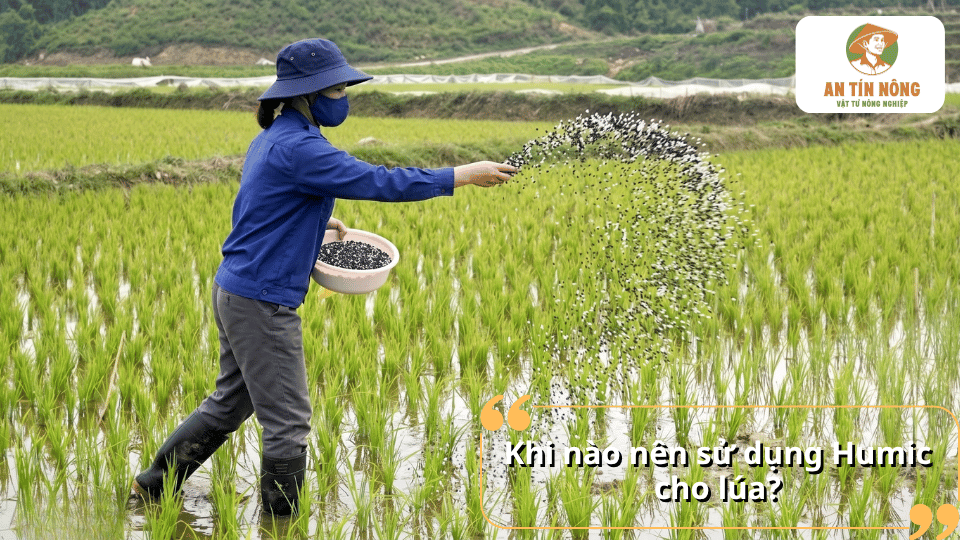 Khi nào nên sử dụng Humic cho lúa để kích thích đẻ nhánh và nâng cao hiệu quả canh tác.