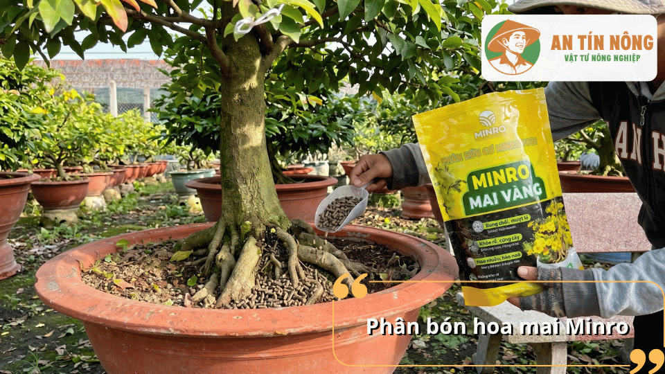 Phân bón hữu cơ Minro Hoa Mai giúp cải tạo đất, phát triển bộ rễ, nuôi nụ khỏe và hỗ trợ mai vàng ra hoa bền đẹp.