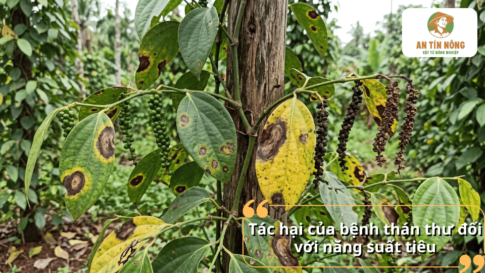 Bệnh thán thư trên cây tiêu làm giảm khả năng quang hợp, rụng lá, khô gié, giảm năng suất và ảnh hưởng chất lượng hạt tiêu.