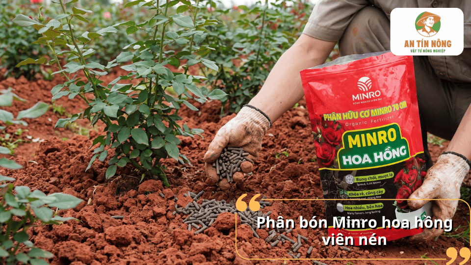 Phân bón Minro hoa hồng viên nén giúp cây bung chồi và nhiều hoa