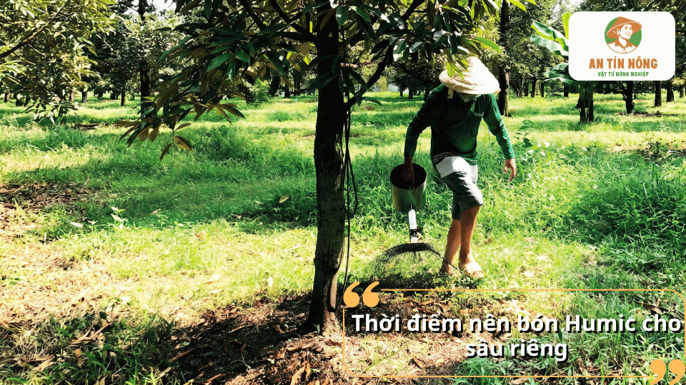 Thời điểm bón Humic cho sầu riêng giúp cây hấp thu dinh dưỡng tốt