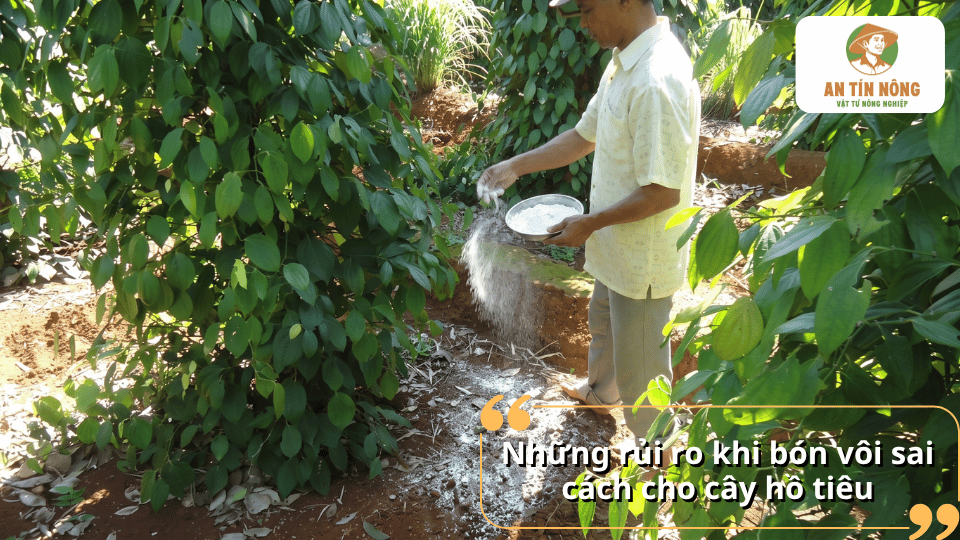 Những rủi ro khi bón vôi sai cách cho cây hồ tiêu