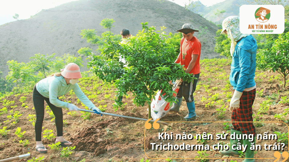 Thời điểm sử dụng nấm Trichoderma cho cây ăn trái đạt hiệu quả