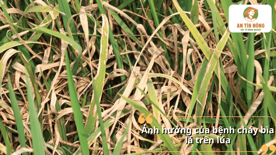 Ruộng lúa bị bệnh cháy bìa lá gây khô lá, giảm sinh trưởng và ảnh hưởng năng suất.