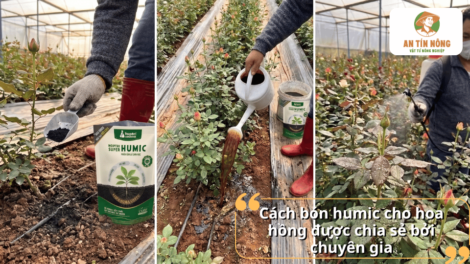Hướng dẫn bón Humic cho hoa hồng đúng kỹ thuật bằng cách bón gốc và tưới nước sau khi bón.
