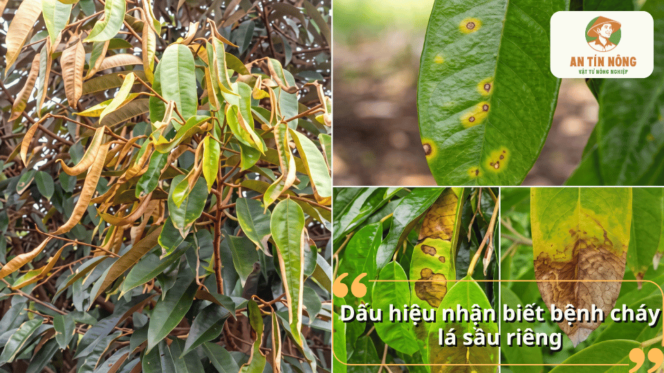 Dấu hiệu nhận biết bệnh cháy lá sầu riêng qua các vết cháy nâu, vàng lá và lá khô rụng sớm.