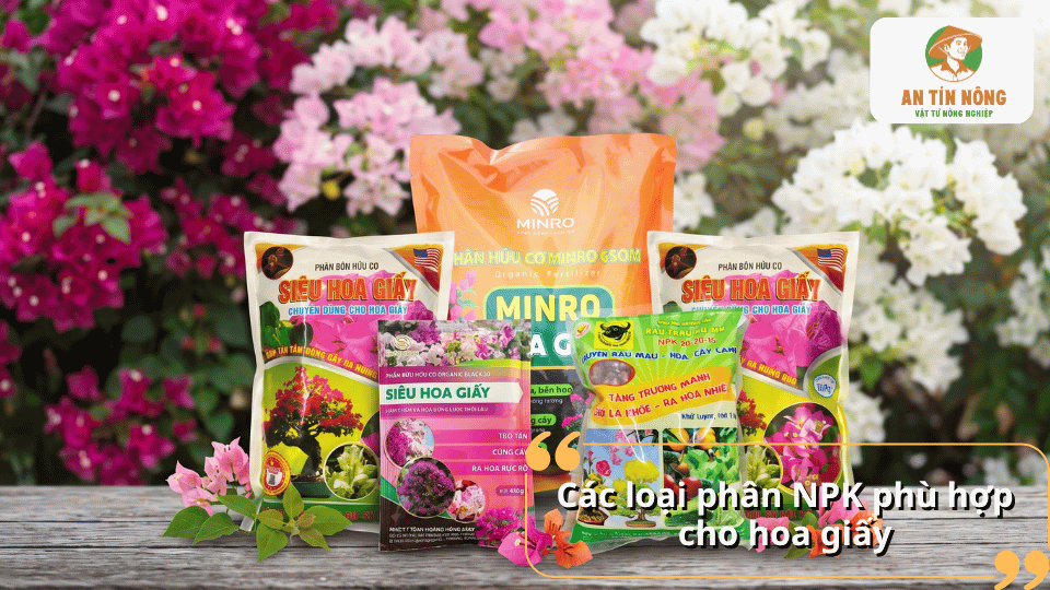 Các loại phân NPK phù hợp cho hoa giấy giúp cây phát triển khỏe, nhiều hoa và màu sắc bền đẹp.