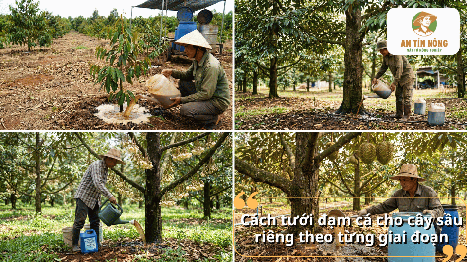 Hướng dẫn tưới đạm cá cho cây sầu riêng theo từng giai đoạn sinh trưởng để cây hấp thu dinh dưỡng hiệu quả và cho năng suất cao.