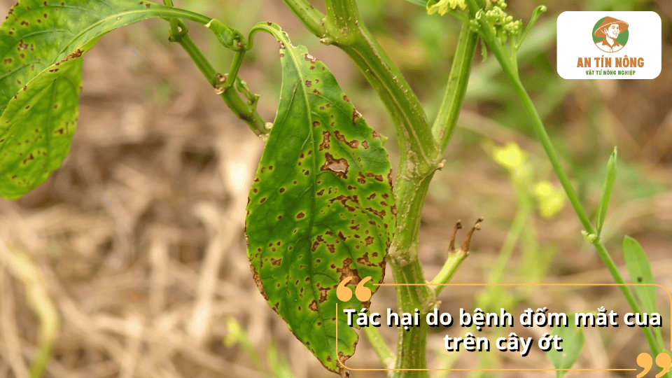 Tác hại của bệnh đốm mắt cua trên cây ớt làm giảm sinh trưởng và năng suất thu hoạch.
